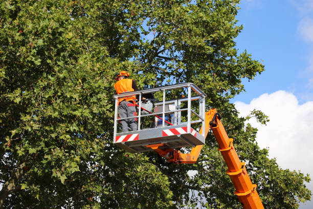 Necedah, WI  Tree Services Company